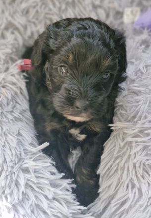 F1 Tibet Doodle Welpen