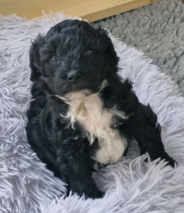 F1 Tibet Doodle Welpen