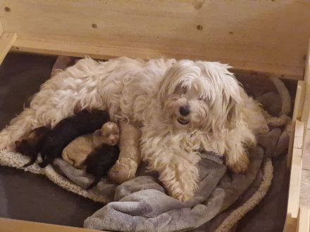 F1 Tibet Doodle Welpen