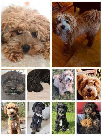 F1 Tibet Doodle Welpen