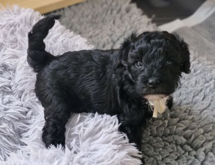 F1 Tibet Doodle Welpen