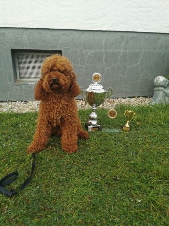 F1 Tibet Doodle Welpen