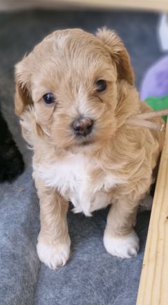 F1 Tibet Doodle Welpen