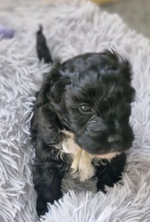 F1 Tibet Doodle Welpen