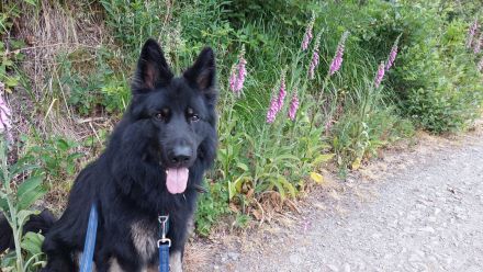 Deutscher Schäferhund 6 Jahre