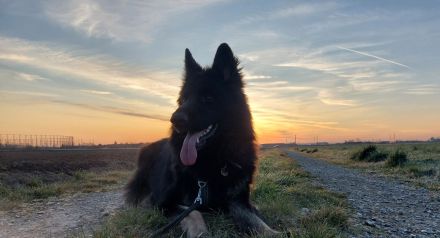 Deutscher Schäferhund 6 Jahre