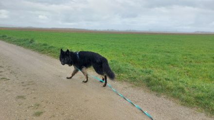 Deutscher Schäferhund 6 Jahre