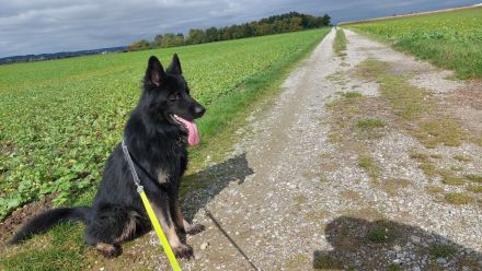 Deutscher Schäferhund 6 Jahre