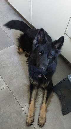 Deutscher Schäferhund 6 Jahre