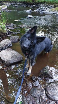 Deutscher Schäferhund 6 Jahre