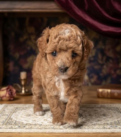 Toypudel Hündin Alani