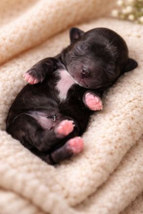 Zuckersüße Chihuahua langhaar Welpen suchen ihr Zuhause