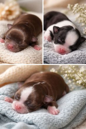 Zuckersüße Chihuahua langhaar Welpen suchen ihr Zuhause