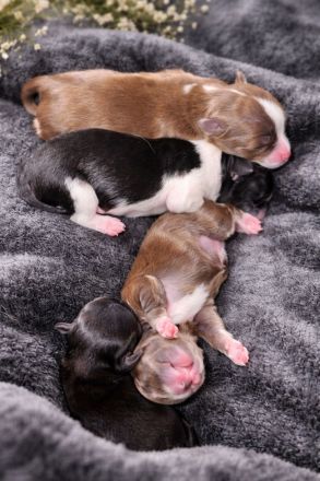 Zuckersüße Chihuahua langhaar Welpen suchen ihr Zuhause