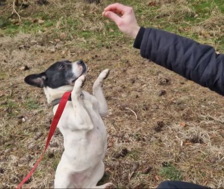 Havana- sucht einfühlsame Menschen mit Humor
