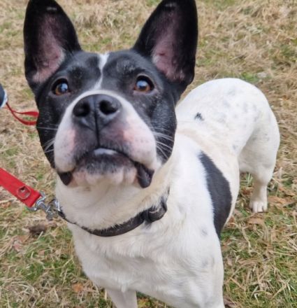 Havana- sucht einfühlsame Menschen mit Humor