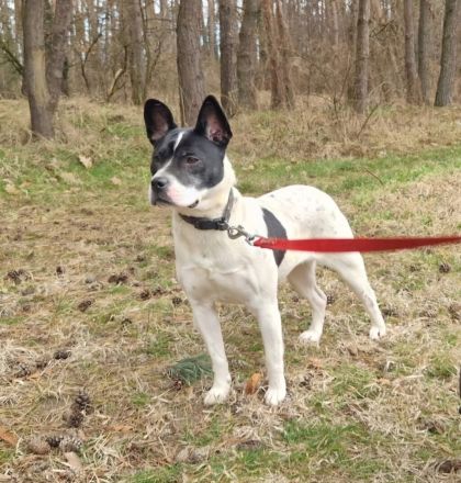 Havana- sucht einfühlsame Menschen mit Humor