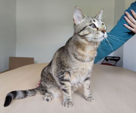 Schmusekatze Juanita wartet auf ein Für-Immer-Zuhause, am liebsten gemeinsam mit Mileno