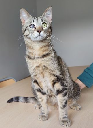 Schmusekatze Juanita wartet auf ein Für-Immer-Zuhause, am liebsten gemeinsam mit Mileno