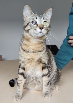 Schmusekatze Juanita wartet auf ein Für-Immer-Zuhause, am liebsten gemeinsam mit Mileno