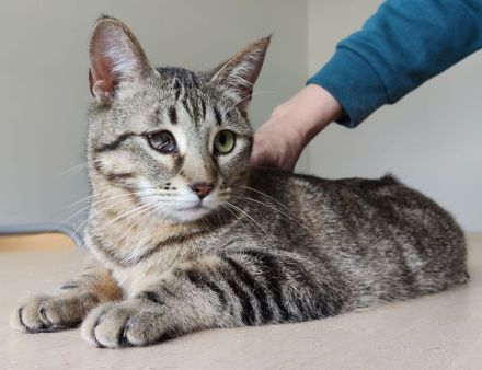 Schmusekatze Juanita wartet auf ein Für-Immer-Zuhause, am liebsten gemeinsam mit Mileno