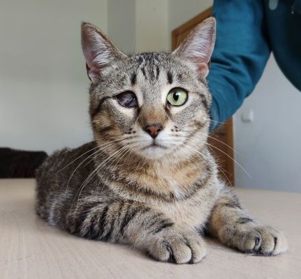 Schmusekatze Juanita wartet auf ein Für-Immer-Zuhause, am liebsten gemeinsam mit Mileno