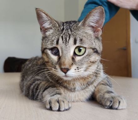 Schmusekatze Juanita wartet auf ein Für-Immer-Zuhause, am liebsten gemeinsam mit Mileno