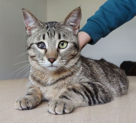 Schmusekatze Juanita wartet auf ein Für-Immer-Zuhause, am liebsten gemeinsam mit Mileno