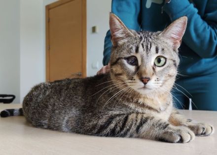 Schmusekatze Juanita wartet auf ein Für-Immer-Zuhause, am liebsten gemeinsam mit Mileno
