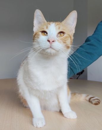 Mileno, freundlich und immer zum Spielen bereit, sucht ein Zuhause