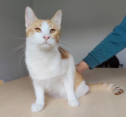 Mileno, freundlich und immer zum Spielen bereit, sucht ein Zuhause