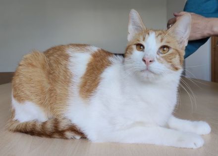 Mileno, freundlich und immer zum Spielen bereit, sucht ein Zuhause