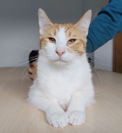 Mileno, freundlich und immer zum Spielen bereit, sucht ein Zuhause