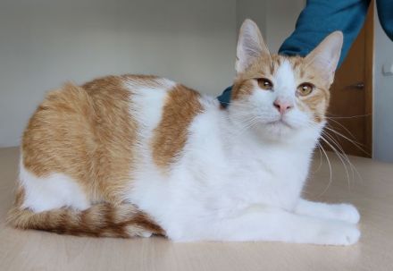 Mileno, freundlich und immer zum Spielen bereit, sucht ein Zuhause