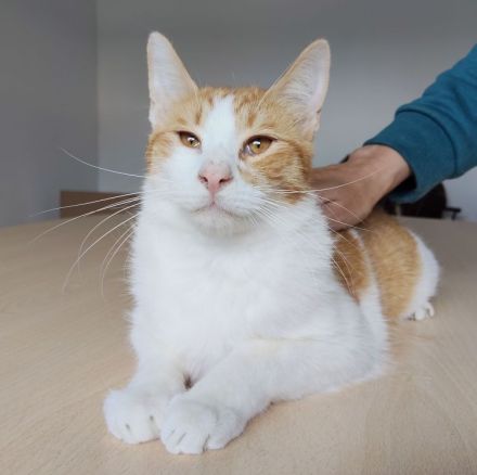 Mileno, freundlich und immer zum Spielen bereit, sucht ein Zuhause