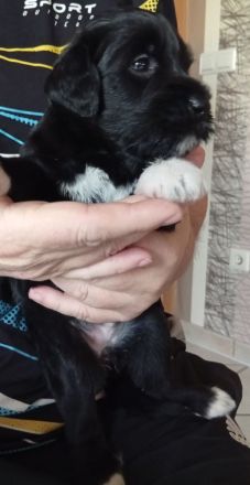 Portugiesischer Wasserhunde Welpe Hündin Amy