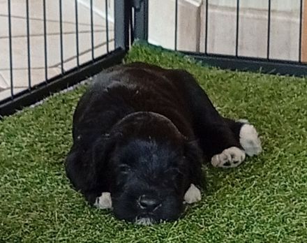 Portugiesischer Wasserhunde Welpe Hündin Amy