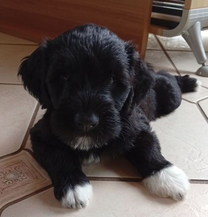 Portugiesischer Wasserhund, alle Welpen sind reserviert.