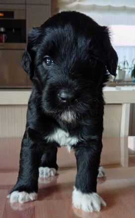 Portugiesischer Wasserhunde Welpe Hündin Amy