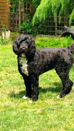 Portugiesischer Wasserhunde Welpe Hündin Amy