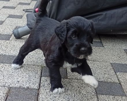 Portugiesischer Wasserhunde Welpe Hündin Amy