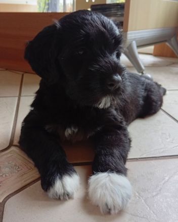 Portugiesischer Wasserhund, alle Welpen sind reserviert.