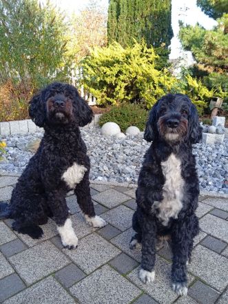 Portugiesischer Wasserhund, alle Welpen sind reserviert.