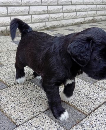 Portugiesischer Wasserhunde Welpe Hündin Amy