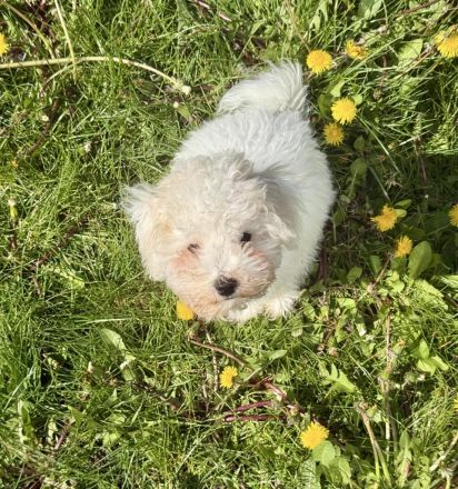Abgabebereit! Bichon Welpen suchen neues Zuhause!