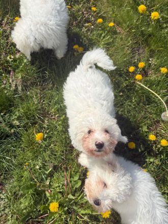 Abgabebereit! Bichon Welpen suchen neues Zuhause!