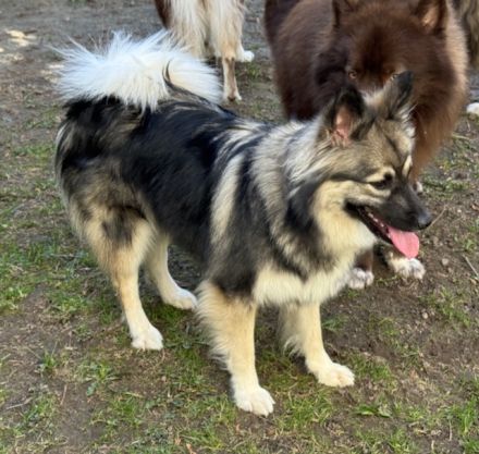 Großspitz Hündin Lenya mit 1,5 Jahren sucht erneut ihre Familie