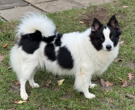 Großspitz Hündin Lenya mit 1,5 Jahren sucht erneut ihre Familie
