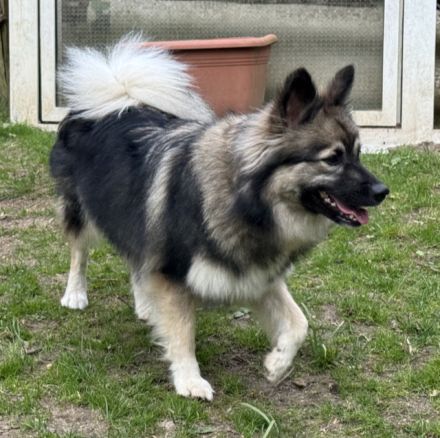 Großspitz Hündin Lenya mit 1,5 Jahren sucht erneut ihre Familie