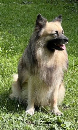 Großspitz Hündin Lenya mit 1,5 Jahren sucht erneut ihre Familie